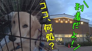 初めてのドライブにドキドキの子犬（ゴールデンレトリバー生後五ヶ月）