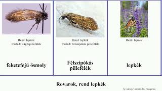 Rovarok, rend lepkék ösmoly insect egy Fuse ősmoly Vöröses Positive pillefélék tölgyaknázó valódi