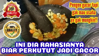 Cara meracik pakan perkutut cepet gacor// gak sampai sehari langsung jadi.