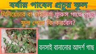 মিনিয়েচার ফুরুস গাছে প্রচুর ফুল পেতে কি করবেন? / বনসাই বানানোর আদর্শ গাছ / crape myrtle plant care