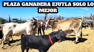 Plaza ganadera Ejutla de Crespo Oaxaca solo lo mejore en vacas caballos becerros yuntas cabras y mas