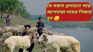 কোন লোভের কারনে গাড়ল কিনতে এসে লচ করে বাসাই চলে যান 😞@chitrapurikrishichita @NilBanglaKrishi