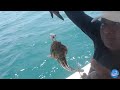 pulau sibu fishing expedition 25 02 2024 fishing in malaysia 4k 2024