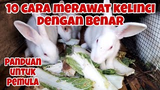 10 cara merawat kelinci yang benar bagi pemula