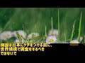 【海外の反応】サムソン製スマホが日本で大苦戦！日本市場をなめすぎた結果…見事に大爆死！【にほんのチカラ】