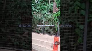 ഒരു സായാഹ്നത്തിലെ മനോഹരമായ കാഴ്ച #song #music #naturelovers #nature #keralanature