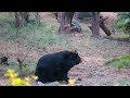 himalayan black bear હિમાલય નુ કાલુ રીંછ forest animals zoo himalayan forester