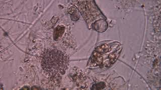 #euglena, flagellé, Lepocinclis playfairiana