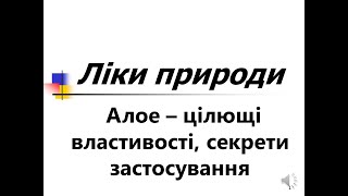 Алое – цілющі властивості, секрети застосування та протипоказання