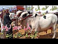 Maal Ziada Multan Janwar mandi Today latest update Live Qurbani 2024 Full Abluk Nukray Cholistani