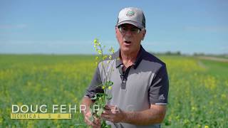 When to spray Acapela™| Corteva Agriscience Canada