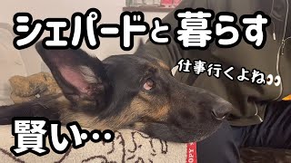 ほんと人間みたいなシェパードまろん🐶観察力が凄すぎる❣️話せないだけで全部わかってるんだよね。。。【ジャーマンシェパード】