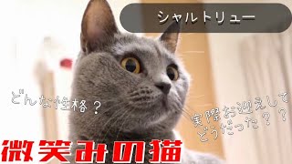 【シャルトリュー】あまり知られてない猫をご紹介。