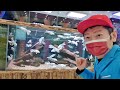 蝴蝶龍鯉很壯觀俐落【嘉義魚中魚】白同學水族