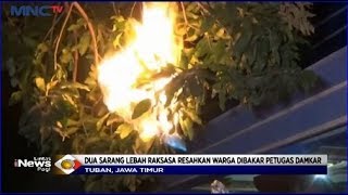 Petugas Pemadam Kebakaran Evakuasi Dua Sarang Lebah yang Meresahkan Warga Tuban, Jatim - LIP 24/10