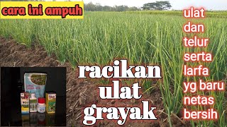 Cara mengendalikan ulat grayak bawang merah cepat tuntas sampai telur