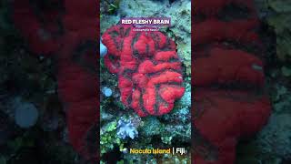 Bright Red Fleshy Brain Coral in the Wild #shorts #coral #ocean #nature #aquarium