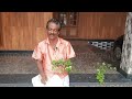 തിരുതാളി തിരുതാളി thiruthaali ipomoea obscura