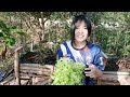 การปลูกผักสลัด กรีนโอ๊ค แบบออร์แกนิค how to grow organic green oak lettuce