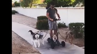 Dude walks 6 dogs on hoverboard with ease