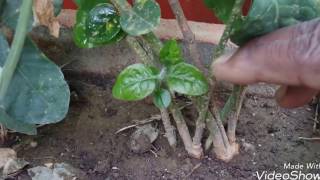 207# How to Care Mogra plant || मोंगरा एक लता बेल (Hindi video) 207# How to Care Mogra plant || मोंगरा एक लता बेल (Hindi video)