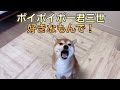 【柴犬飼い主54歳】飼い主の帰りを待ち続け泣き叫ぶ柴犬！