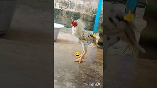 😂50 అడుగుల దూరం లో ఎగిరి పడ్డాను😂 fun time with chicken 🤣#like👍