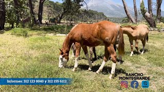 Visita a Rancho Montegrande 2024 - Potrillada Disponible