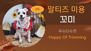 양주애견미용실 Happy Of Trimming 말티즈 꼬미 무슈타슈컷