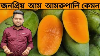 জনপ্রিয় আম্রাপালি আম কেমন || বারি আম ৩ || Amrupali mango variety || BARI Aam 3