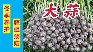 大蒜冬季养护，蒜蛆预防。