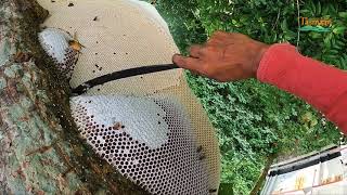 শিমুল গাছে বড় মৌচাক।। #honey #nature #madhu