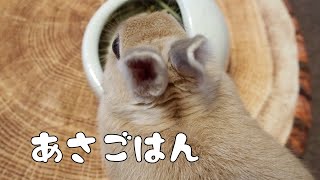 うさぎさんのあさごはん