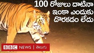 Andhra Pradesh-Tiger: 100 రోజులు దాటినా పులి ఎందుకు దొరకడం లేదు.. ఆడతోడు కోసం వెతుకుతోందా?