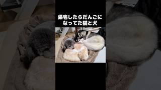 帰宅したら猫と犬が団子になってた...笑#shots