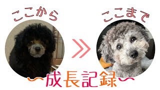 お迎えを考えている方必見！！シルバープードルの毛色変化🐶生後4週間〜1歳【トイプードル】