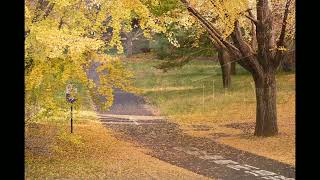 東京都立川市　昭和記念公園　紅葉（2024年11月18日）