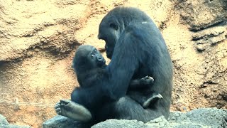 20231027 上野動物園　ニシゴリラ　14時過ぎからの第一放飼場　モモコの近くで遊んだり、リキと遊ぶスモモちゃん　モモコやスモモの毛づくろいをするモモカ