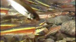 Rosyside Dace Showing Milt and Eggs