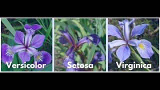 Multiclass Classification | IRIS Multivariate/Multiclass Classification