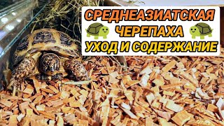 Среднеазиатская черепаха - уход и содержание в домашних условиях