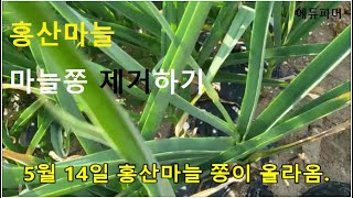 홍산마늘 마늘쫑 제거하는 법/무턱대고 뽑다간 마늘까지 뽑힌다.