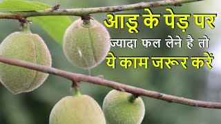 ये काम आडू में करें और पाये ढेरो फल ।How to Get More Fruit From Peach Tree .