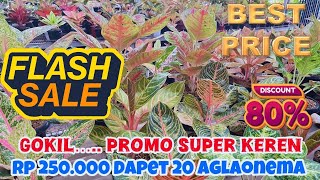 PROMO SUPER MELEDAK, AGLAONEMA RP 250.000 DAPET 20,,, GOKIL HARUS GERCEP. Eps 1203