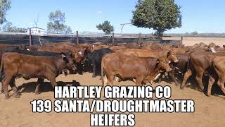 Hartley Grazing Heifers