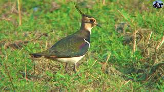 小辮鴴(Lapwing):2021新編台灣野鳥集錦.冬候鳥. (Wild Birds of Taiwan)