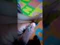 #spider #viral #short #buongpilipinas#buongmundo #gagamba#tiktok #ofw #ofwinjapan #video