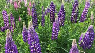 Lupinus