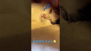 寝てたら白目になってた👀#ねこのいる暮らし #ねこ好き #ねこのいる生活 #ねこ動画 #ねこねこ #ねこのいるくらし #おやすみなさい