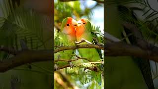 Two lovebirds are kissing each other in the forest. The time of love is passing.  #lovebird #birds